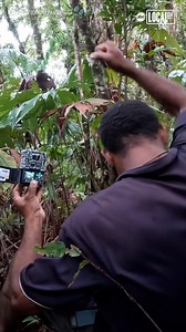 1.7K views · 20 reactions | See the heartwarming moment these researchers realize they photographed a rare bird species presumed to be extinct for 140 years  | Localish | Facebook