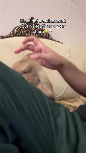 Playful Pet Biting: Understanding Your Furry Friend