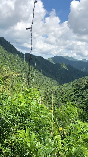 #thankyouforyoursupport | Tree Lovers