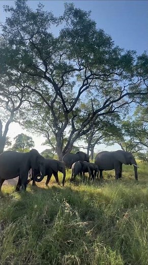 Elephants feeding on Marula fruits