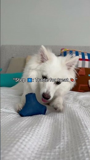 Teach Your Dog to DROP IT 🔄 | Release Anything on Command