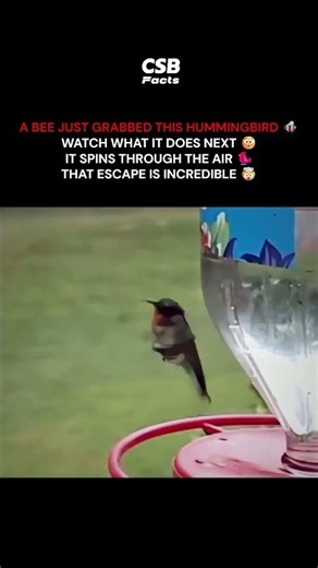 Watch How This Hummingbird Escapes a Bee 😳