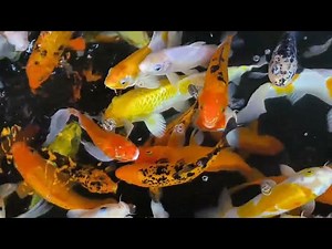 How to Clean Your Koi Pond Liner: A Step-by-Step Guide