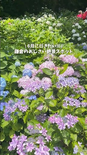 [Must-Visit in June!! Kamakura's Hydrangea Scenic Spot Is Finally in Full Bloom]