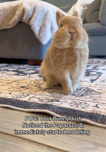 Your Bunny Models for the Camera: A Cute POV
