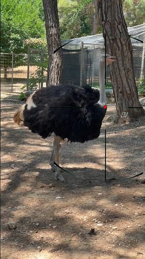 ostrich hunting | caccia allo struzzo