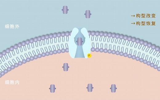 【生物大师 高中】ATP——中国能源【大师一百】APP 解锁