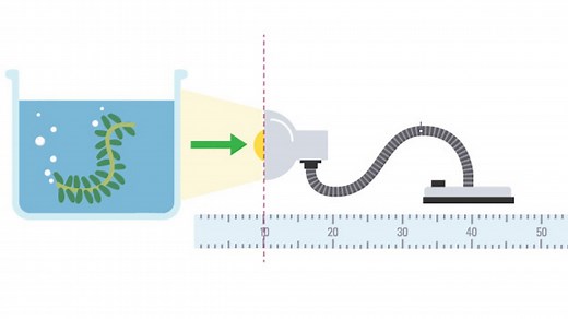 Measuring photosynthesis experiment - Respiration and gas exchange - KS3 Biology - BBC Bitesize