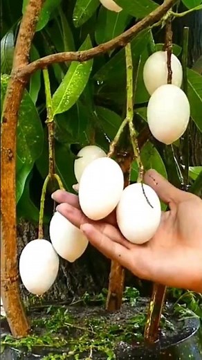 How to grow egg tree at home #shorts