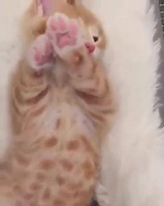 10K views · 1.3K reactions | Soft kitty, Warm kitty, Little ball of fur. Happy kitty, Sleepy kitty, Purr Purr Purr Amazingkittens.com | Adorable Kittens | Facebook