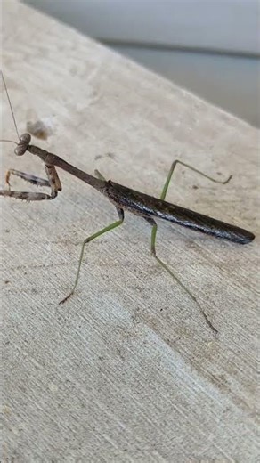Praying Mantis #nature #insects #prayingmantis