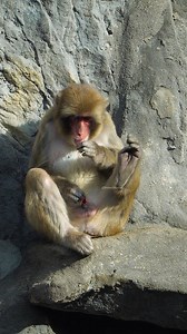 Japanese Macaque Scratching till satisfied #nature #wildlife #macaque #japanese #monkey #wow HA54477 | HAWI Studios