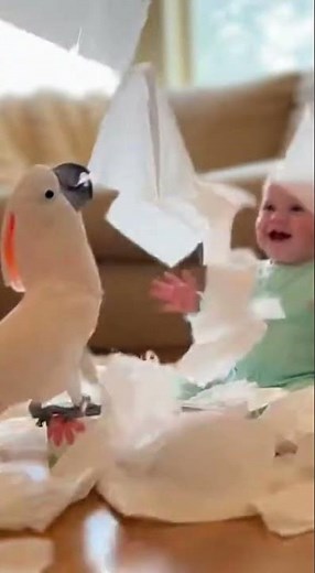 Cockatoo Talking Non Stop#cockatoo #talking #viral