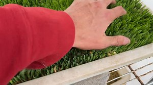 1.3K views · 23 reactions | Checking on the barley fodder/sprouts we grow for the animals and it’s coming along great! We’ve done this for a few years and it really helps with health of the animals and also helps offset our feed bill  totally worth it and the animals love it ❤️六‍ | Acevedo Homestead | Facebook