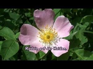 Sah ein Knab ein Röslein stehn - Heidenröslein