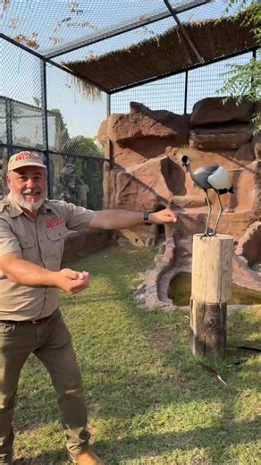 The African Gray Crowned Crane🤩 This bird doesn’t even look real😳 The African gray crowned crane is easily one of the most elegant birds out there with that golden crown sitting on its head like royalty 👑🙌 What’s wild is these guys can actually perch in trees, which is something most cranes can’t do 👀 They’re also known for their crazy dance moves and basically putting on a whole performance to impress a mate 😅 These birds mate for life and both parents put in the work when it comes to rai