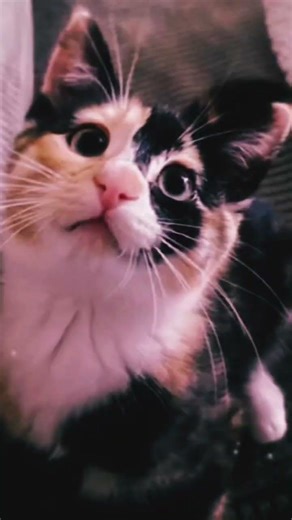 An edit my friend asked me to make!!! #youtubeshorts #So_coolio