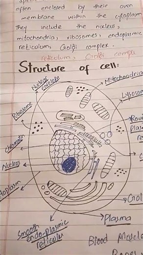 Easy structure of the cell cycle 🥵🤯 #everybodywantstobemyenemy #baseball😍😍😍
