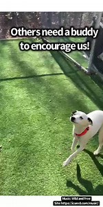 34 reactions | Grab your running shoes! The Dash For Dogs is just...