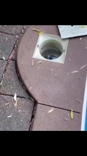 #greenscreenvideo #frog#frogs#frogsoftiktok#froggies#phrog#animals#animalsoftiktok#monkeyfrog#frogspawn#spawn#pet#petfrog#amphibians#reptile#bug#bugs#froggy#frogsontiktok#dumpy#dumpytreefrog#dumpytreefrogs#frogsoundchallange#frogsong#exoticpets #toad#toads#toadsoftiktok#tadpoles#frogeggs#budgettsfrog#pacmanfrog#rainfrog#milkfrog#pixiefrog#bullfrog#bullfrogs#glassfrog#greenfrog#hornedfrog#ribbit#creek#water#stream#river#lake#pond#bog#nature#africanbullfrog#africanbullfrogs#warislover#snail#meme#l