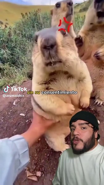 Marmota. . . #marmota #interesante