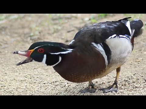 Wood duck call sounds | Male