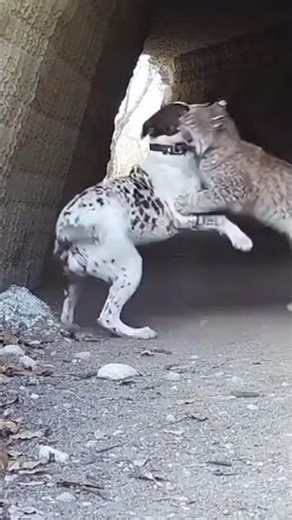 Is Dog Pushing Cat Too Far? #dogs #cat #watch #trending #animals #wildanimals