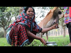 Two Beautiful Village Women Milking Goat By Hand || Beautiful Lady Goat Milking By Hand || Ep : 12