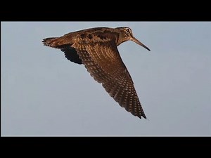 Weekend Showcase: Tracking the Timberdoodle at Eastman Nature Center
