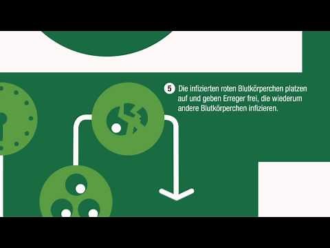 Der Malariakreislauf -- wie Malaria im menschlichen Körper wirkt