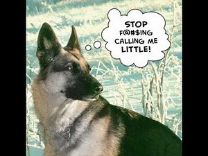 the littlest hobo theme tune [BEST ON YOUTUBE]