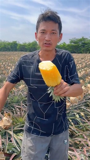 Pineapple 🍍Harvesting #agriculture #asmr #farmlife #automobile #yummy #agro #garden #farming #fruit