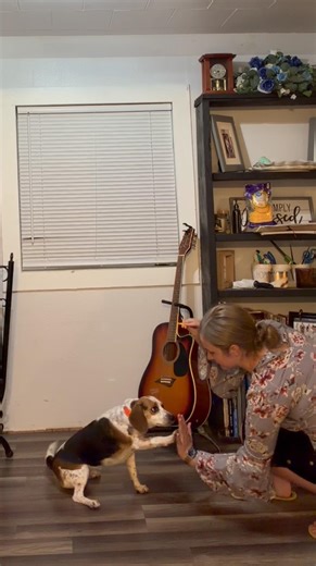 POV: they act like they don’t hear me… until snacks are involved 😂🐾 #doglife #smartdogs #pettok