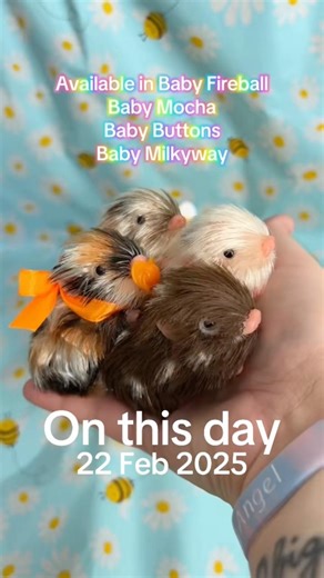 a year of Teeny Weenie Babies 🐽 I wonder what our Easter launch is this year? 🤔 #micropig #babypig