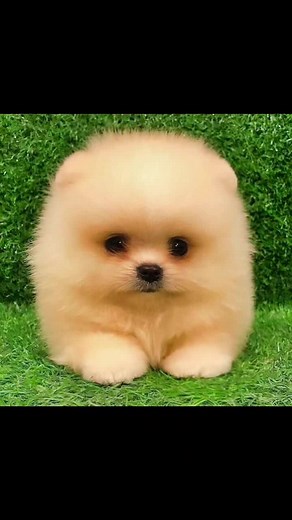 Adorable Puppies in Fluffy Fur Colors: Cute Compilation
