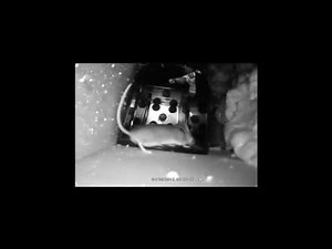 Rat zapper live action pest control