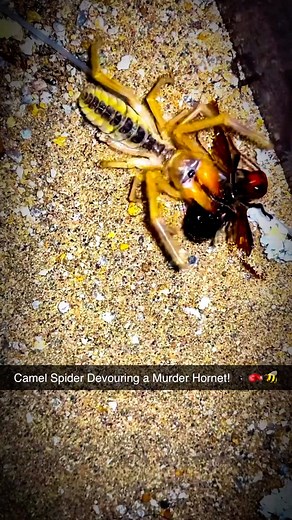Insect Wars on Instagram: "Murder Hornet MAULED! Watch a GIANT Camel Spider Devour This Terrifying Insect! 💀🔥 #InsectWars #insects #fypシ゚viral #arachnid #wildlife"