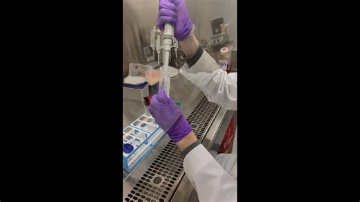 BD FACSAria 流式分选教学：第三步 样品准备和分选