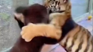 这俩家伙打架精彩演绎场面，看把静老六开心的手舞足蹈，熊🐻孩子说你个老六羡慕我们吧！想不想加入！！#动物的迷惑行为 #看哪只更猛烈一些 #动物园 #