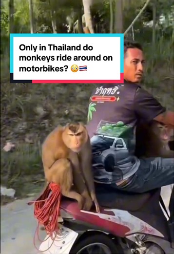Monkeys Riding Motorbikes: Only in Thailand!