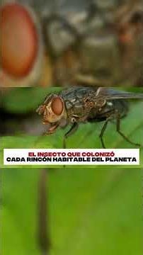 The insect that colonized every habitable corner of the planet