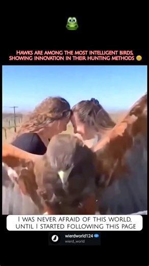 wierd_world on Instagram: "Hawks are magnificent birds of prey (raptors) belonging to the family Accipitridae. ​Here are the key things to know about them: ​Hunting: They are fierce, diurnal (daytime) hunters, utilizing their sharp eyesight, powerful talons, and hooked beaks to catch and kill prey. ​Diet: They are carnivores, feeding primarily on small mammals (like rodents), smaller birds, reptiles, fish, and insects. ​Eyesight: Hawks are famous for their incredibly keen eyesight—it is among th