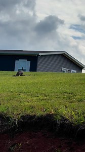 A good sign for the future turkey population in East Tennessee 🙌🏼 #turkey #turkeyhunting #turkeyseason | Feed The Faith Outdoors