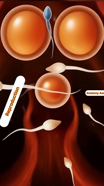 Reproduction | Anatomy Aesthetics | Guts Health