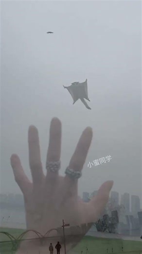 Sugar glider flying training #sugar glider #the confusion of cute pets behavior