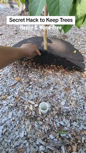 Secret Hack to Keep Trees Happy & Weed-Free! | trees