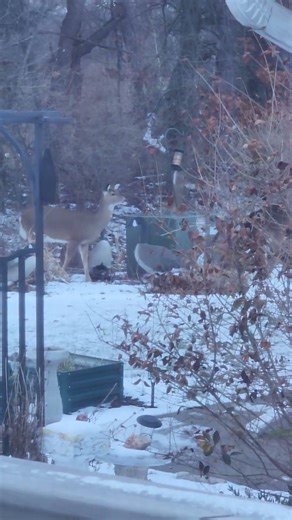4 Deer eating bird seed