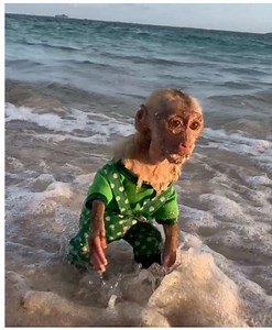 Cute Baby Monkey's Jealousy at the Beach