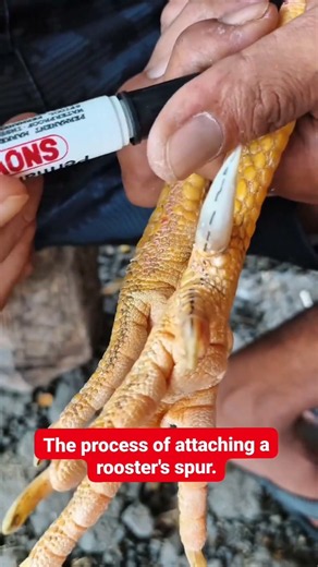 🐓 Rooster Spur Attachment Process | Step-by-Step Poultry Care Guide #chicken #birds #shorts #viral