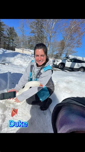 The heart wants what it wants, says Duke. My Sebastopol Geese are one of a kind; they love to give hugs and kisses to every visitor, including Amazon drivers. Duke was so excited to give Brooke a hug and a kiss. This was her first meet-and-greet ever, to meet a goose. I have raised Duke and the ladies since they were five days old; they are one of a kind and will love you forever! The Raunchy Garden Homestead in Epping NH Spring is right around the corner let Duke and Lady help you pick somethin